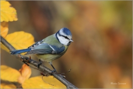 <p>SÝKORA MODŘINKA (Cyanistes caeruleus) ---- /Eurasian blue tit - Blaumeise/</p>